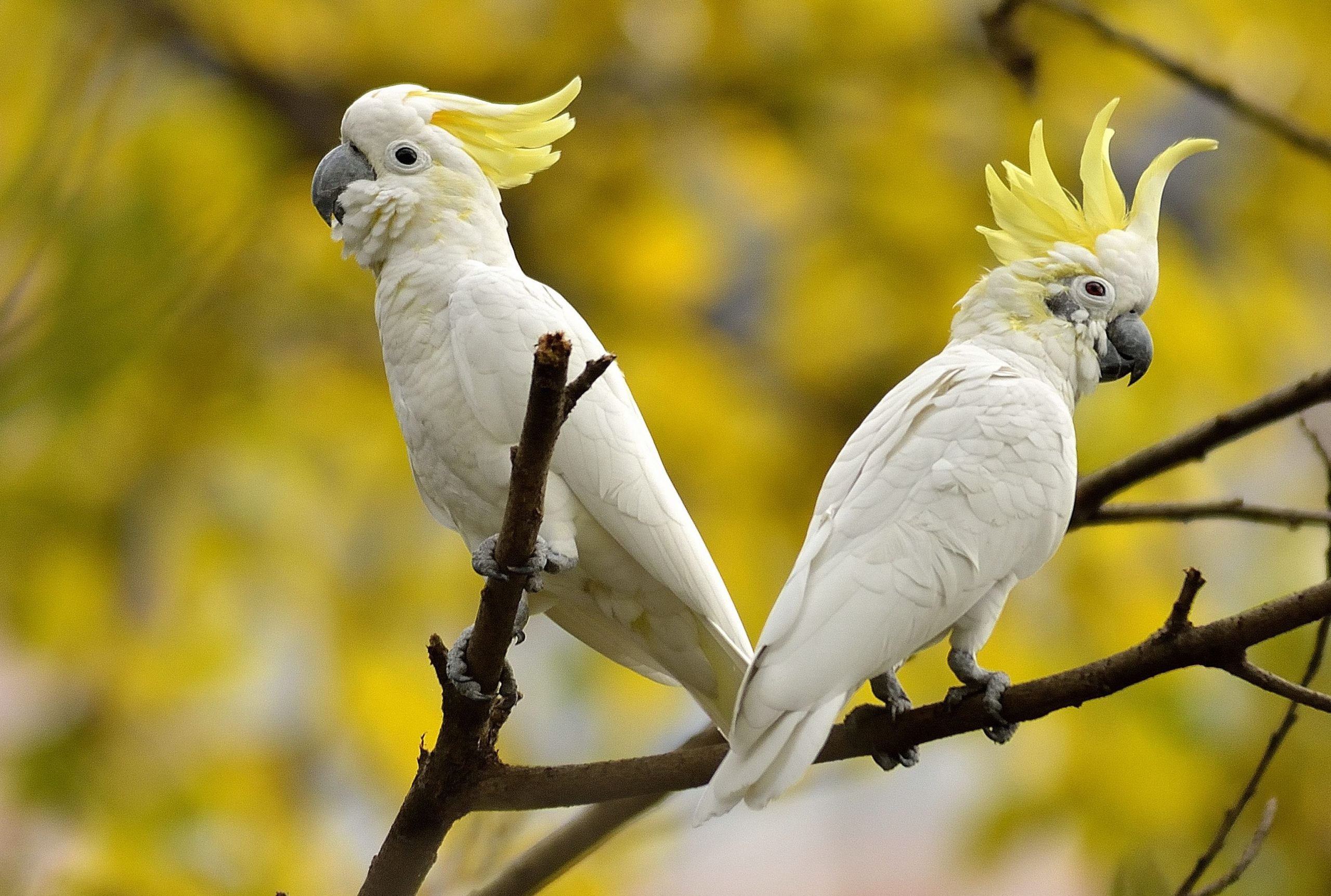 cropped-cockatoo-pair-with-crest-raised-scaled-1.jpg